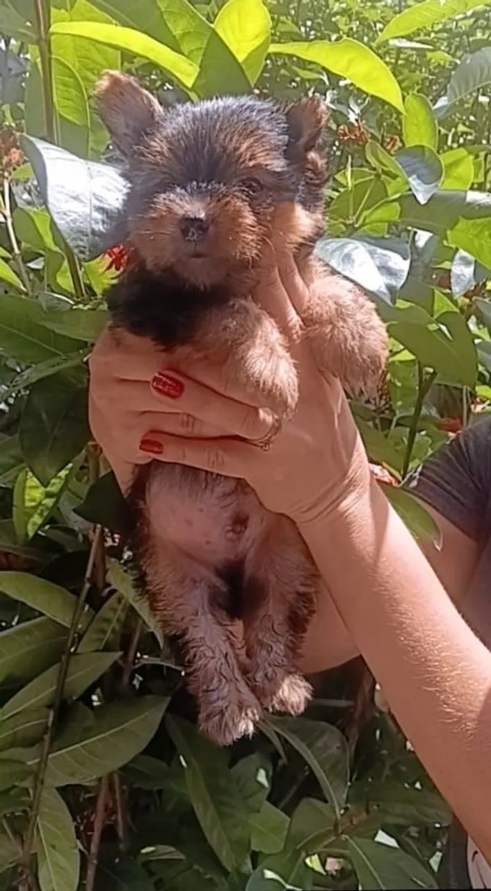 Lindos Yorkshire terrier mini  - Foto 2