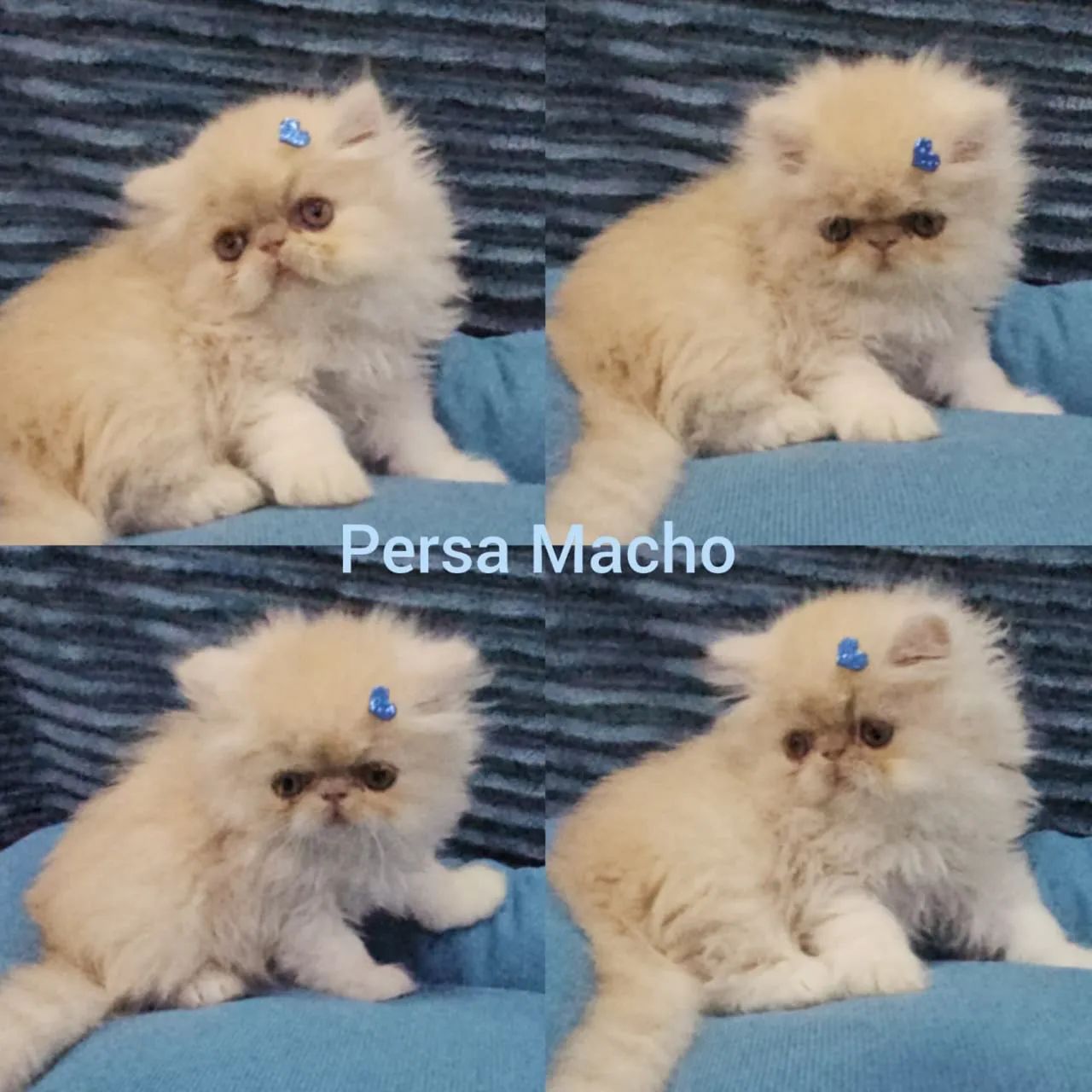 Persas, Exóticos e Himalaios Filhotes - Gatil BSB Cat - Foto 3