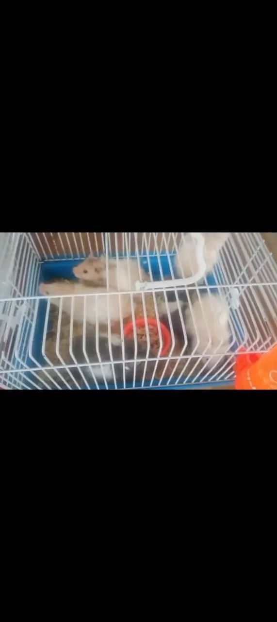 Hamster Sírio  - Foto 5