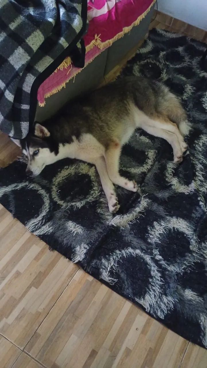 Cachorro - Foto 3