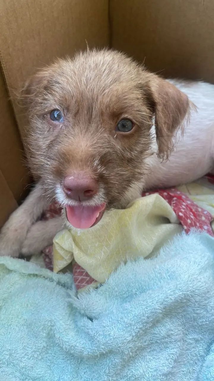 Doação de animais  - Foto 2