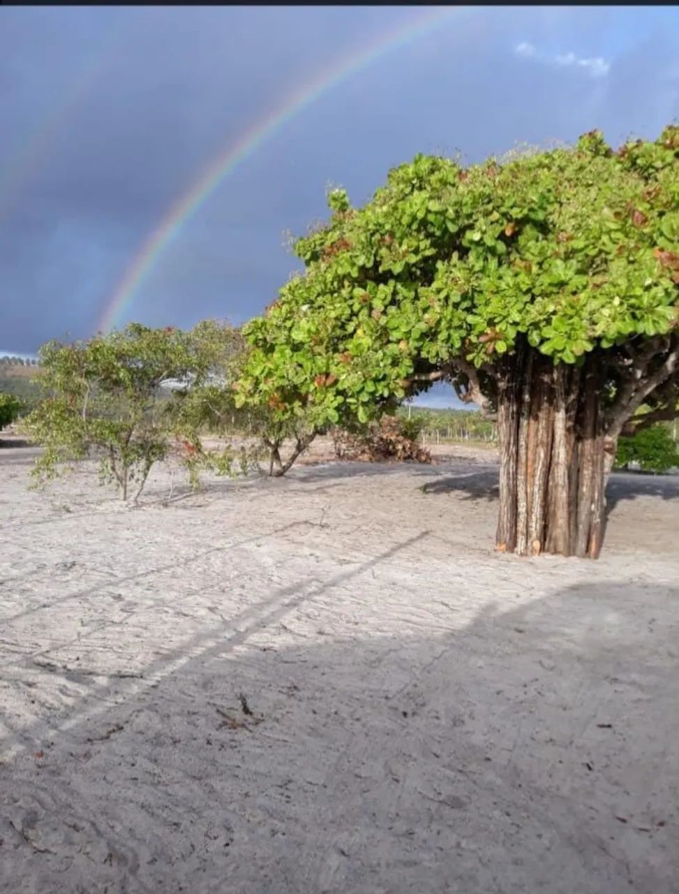 Vendo lotes no Povoado Flexeiras, Santo Amaro-Se<br>Povoado Flexeiras-Santo Amaro-Se - Foto 5