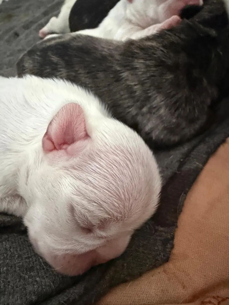 Buldogue francês  - Foto 4