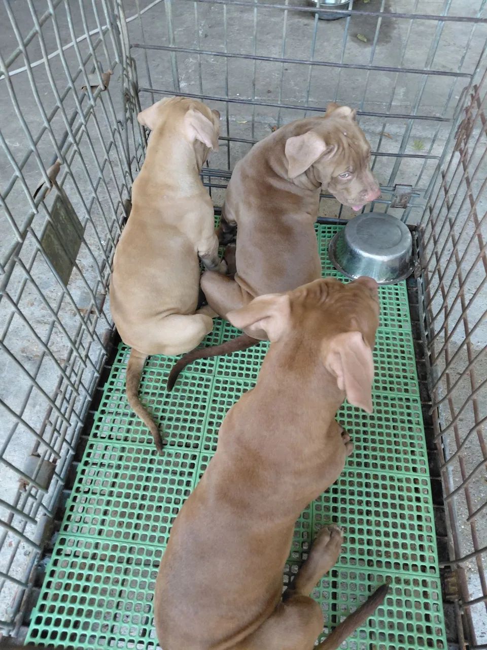 Pit monster  4 meses  R$2000 