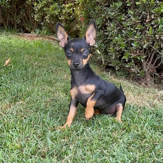 Doação pinscher