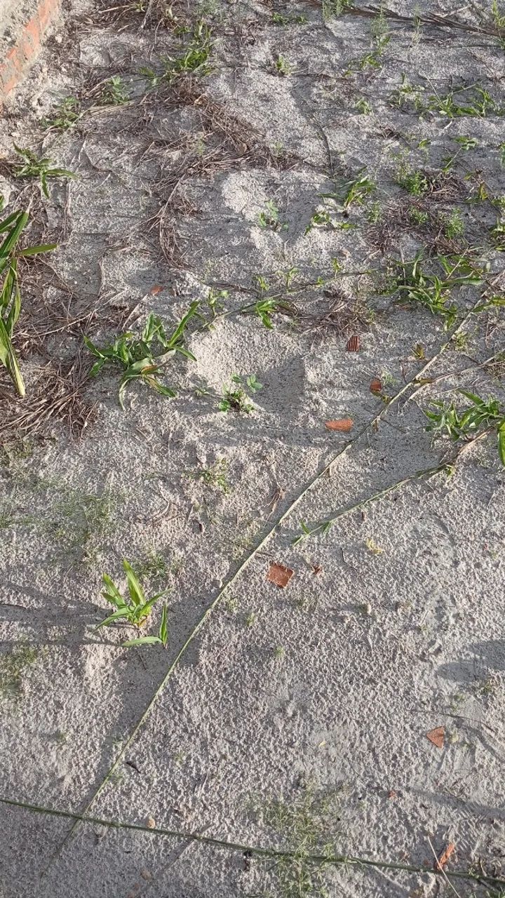 Terreno na barra 300 m2 - Foto 3