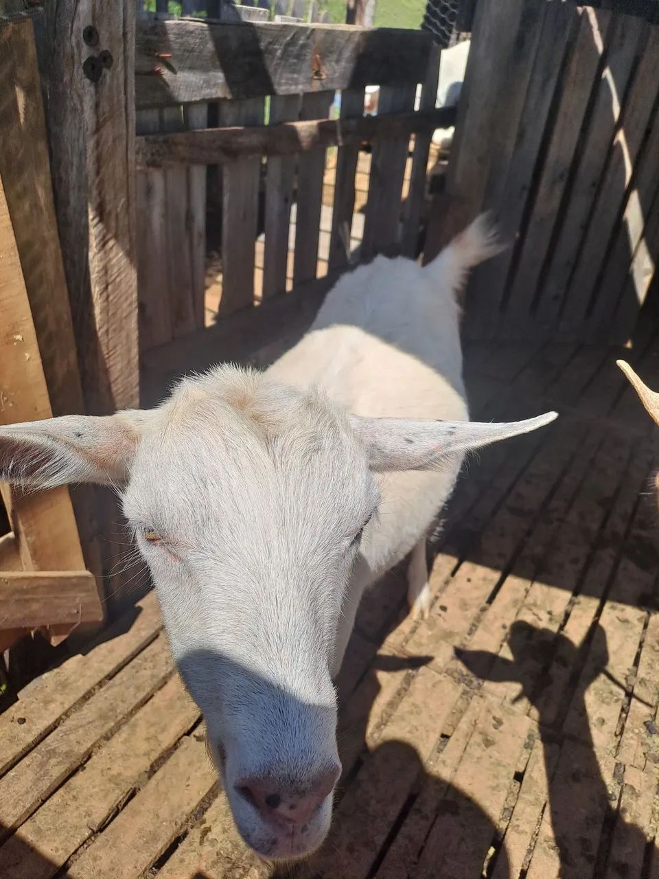 Cabras - Foto 4