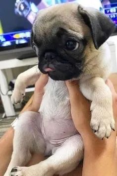 Pug - Pequenos Tesouros Peludos