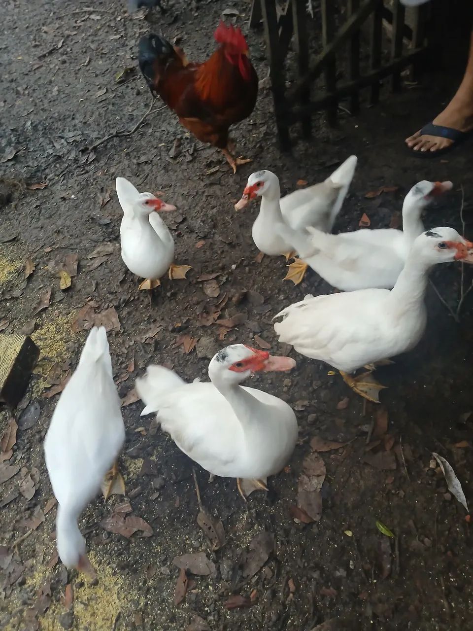 Patos - Foto 4