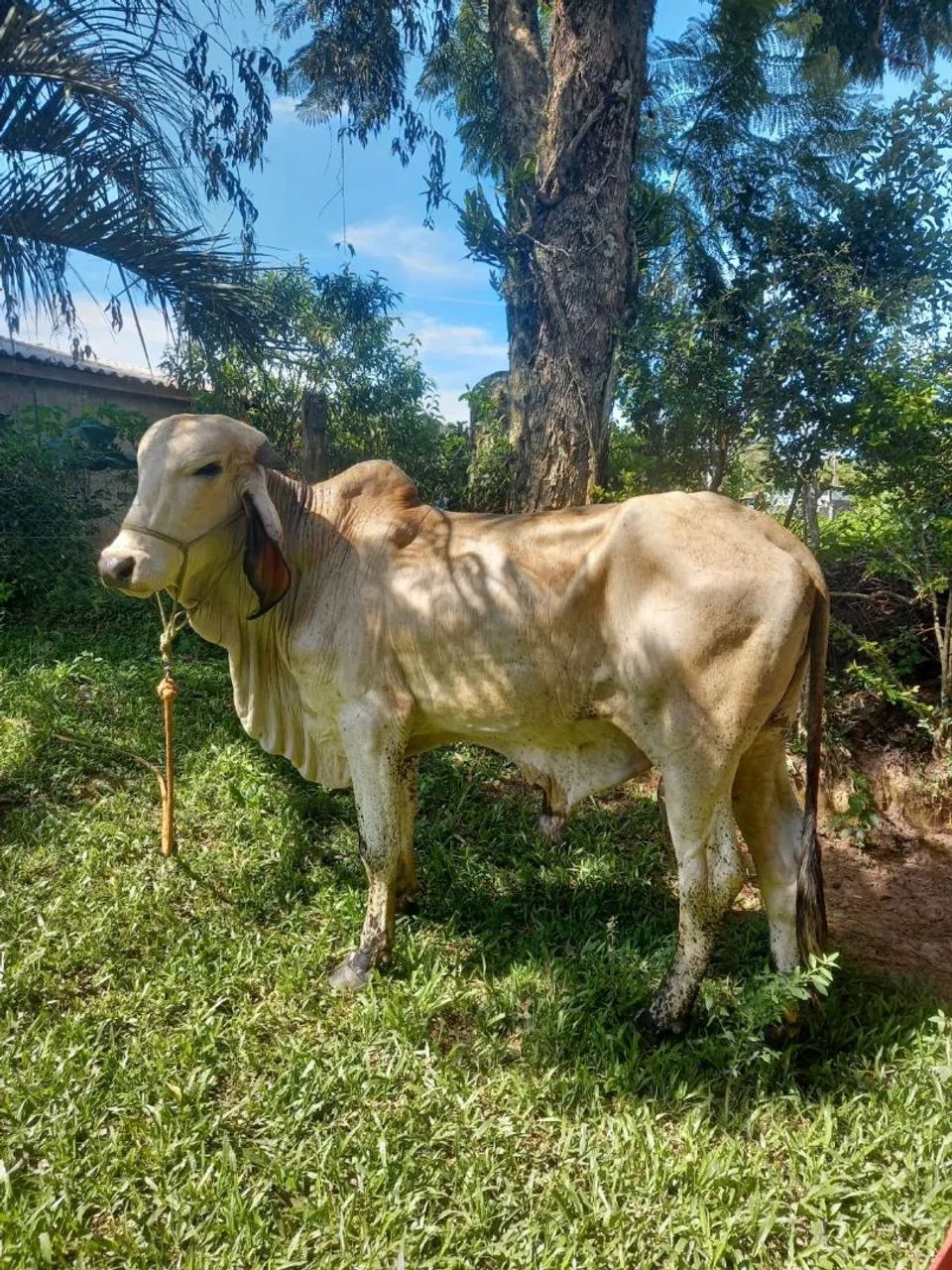 Vendo terneiro gil, 1 ano e 6 meses  - Foto 3