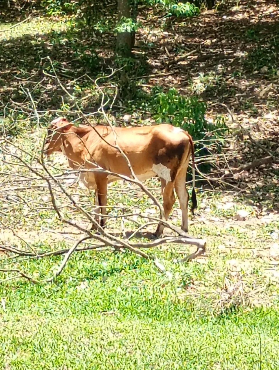 Vendo pacote 6 vacas e 1 touro - Foto 5