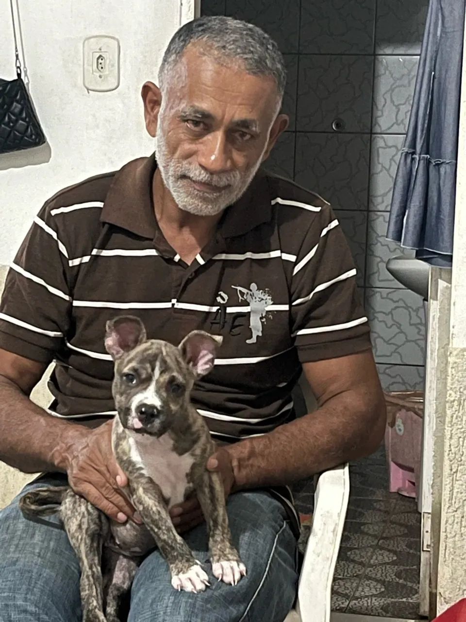 Vendo essa cachorra pitbull  - Foto 2