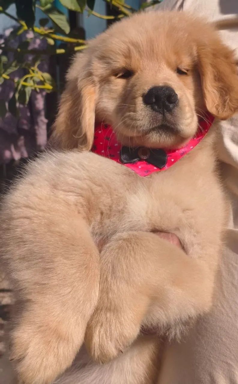 Golden Retriever filhotes 