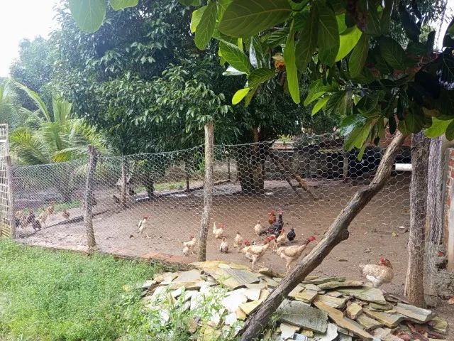 Vendo Sitio em Sao Cristovãoc/2600m2 - Foto 4
