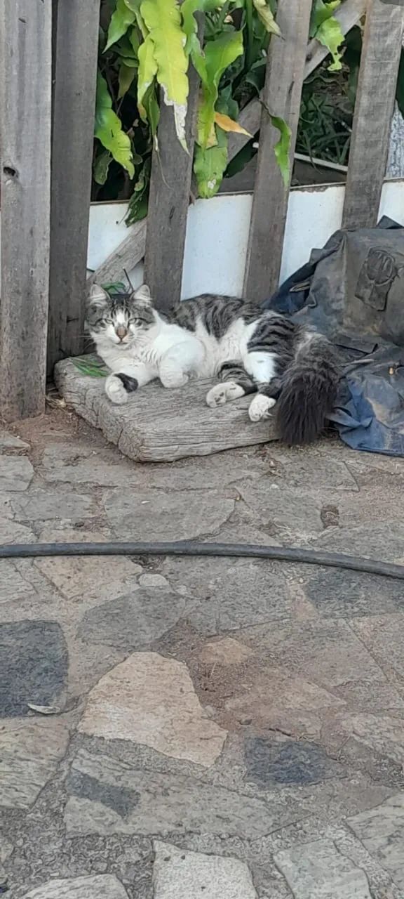 Doação de gatos  - Foto 4