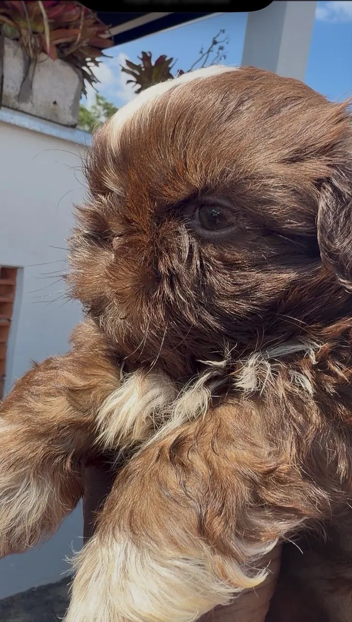 Shihtzu macho chocolate - Foto 2
