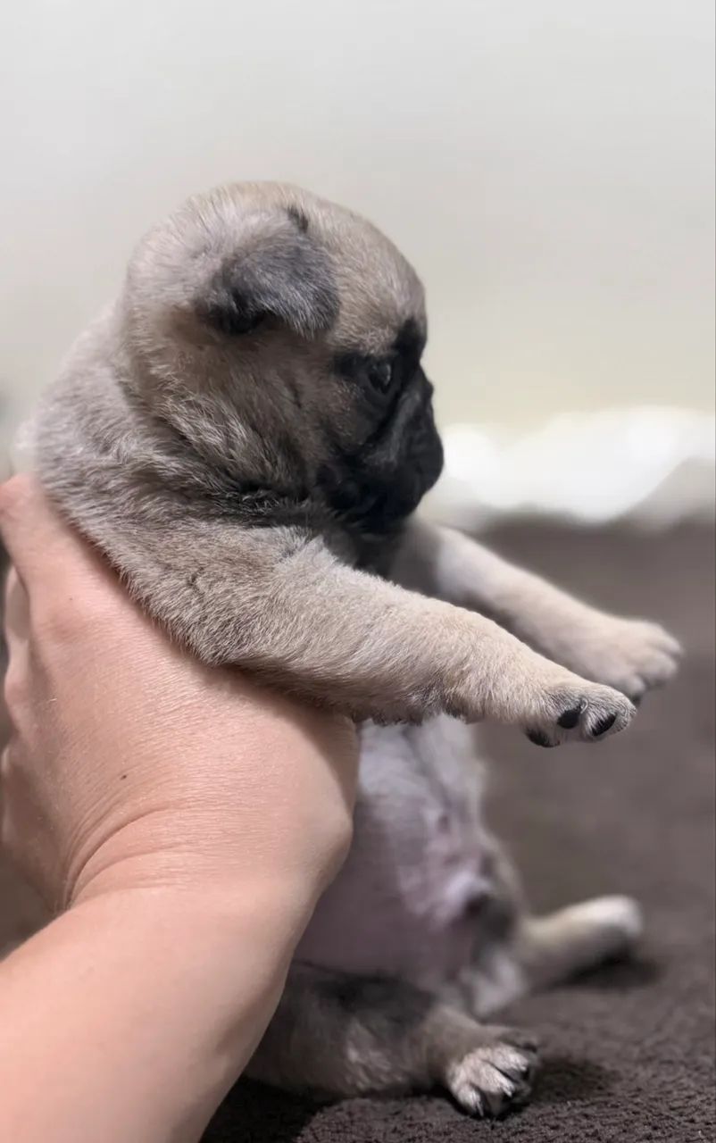 Pug macho - Foto 4