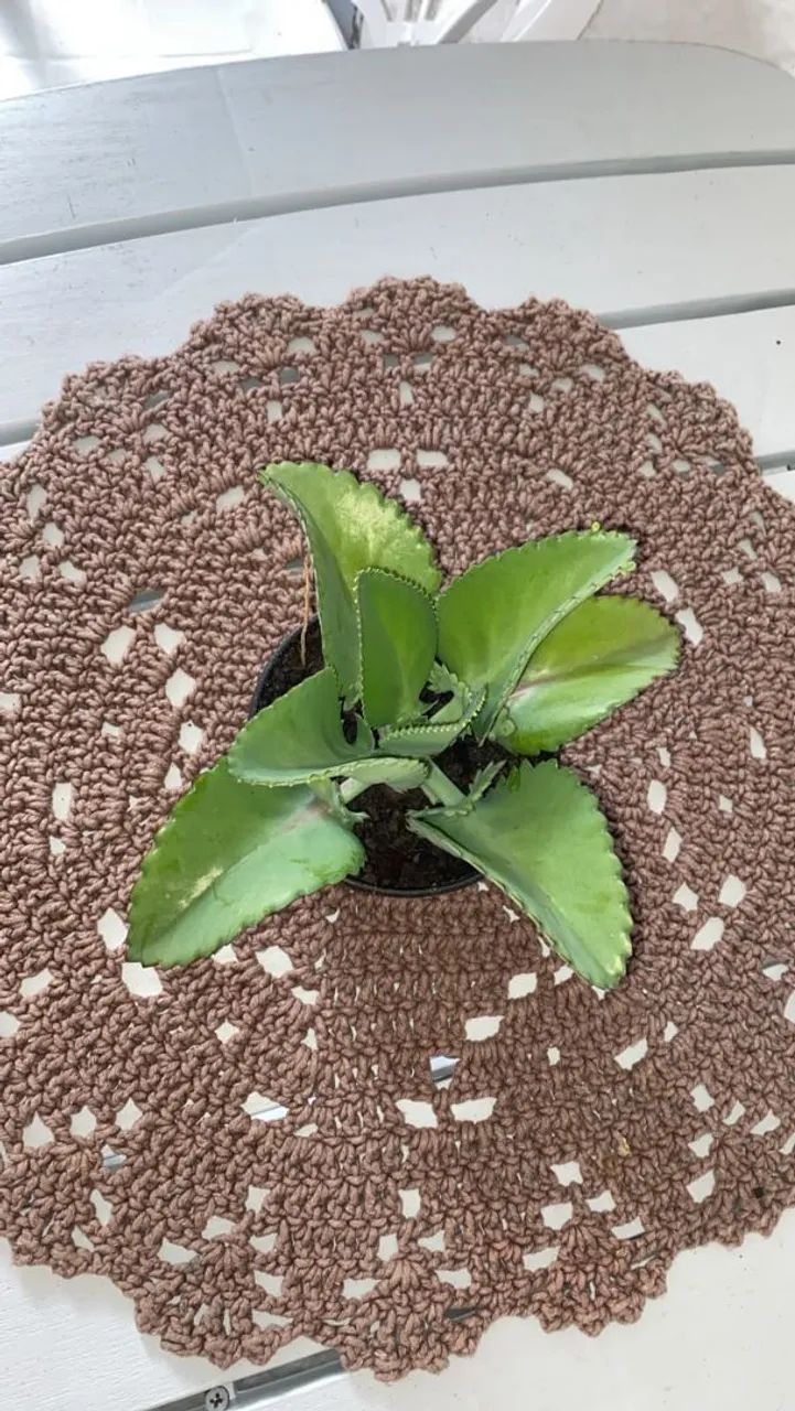 Planta 