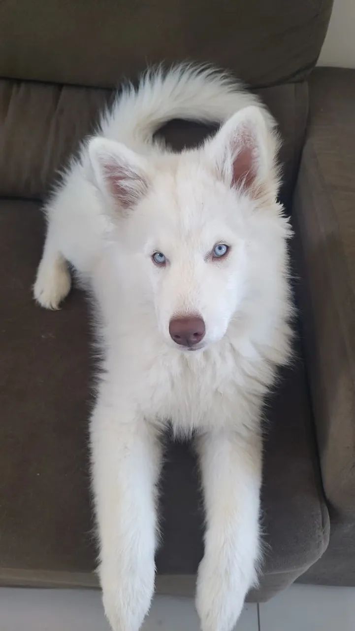 Husky Siberiano  - Foto 2