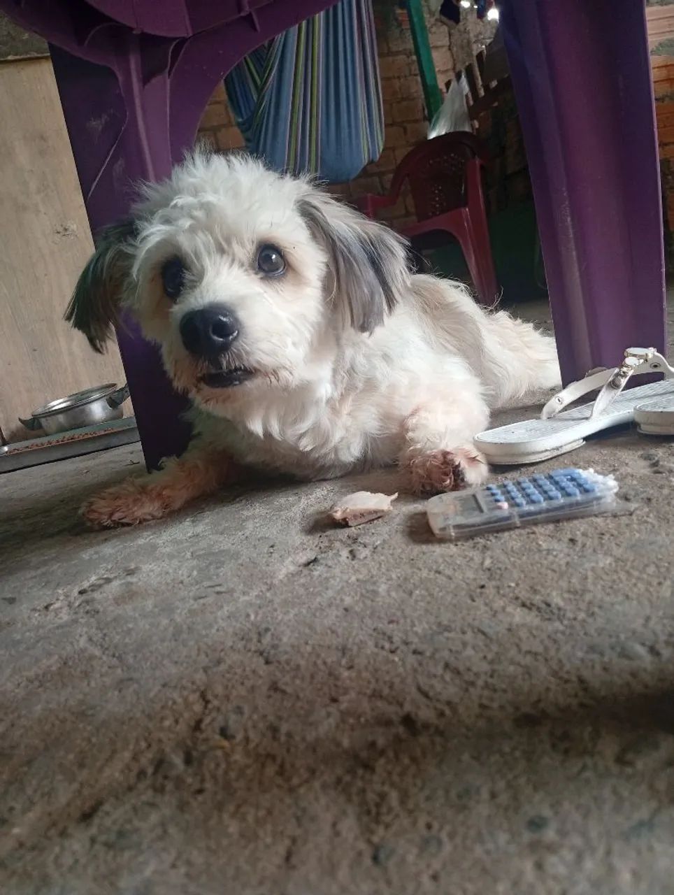 Cachorro pra vender  - Foto 3