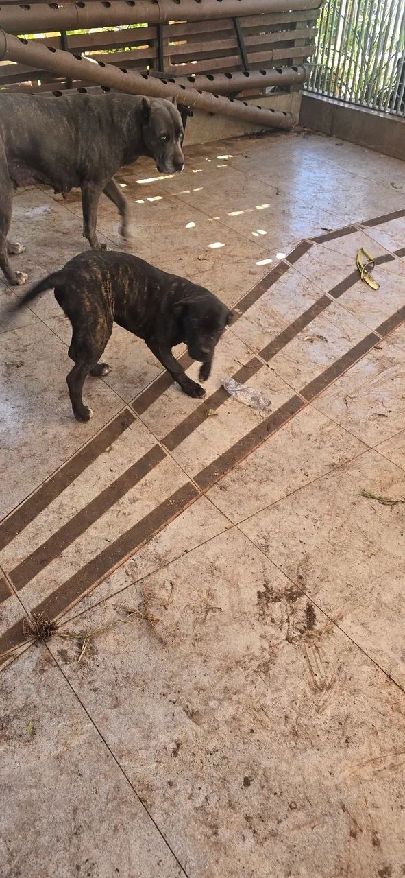 Cane Corso,  fêmea disponível, filhote  - Foto 2