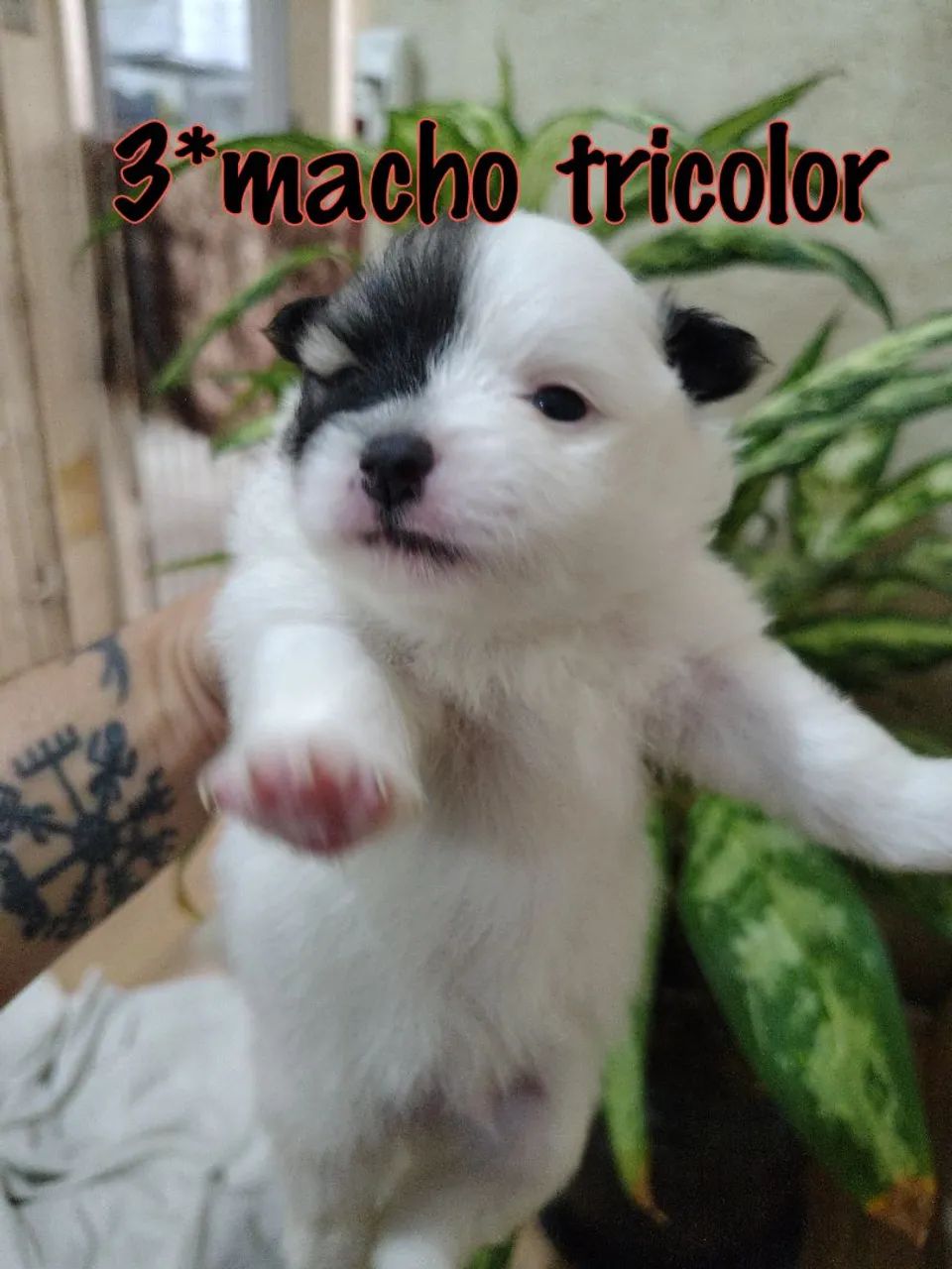 Spitz anão macho 