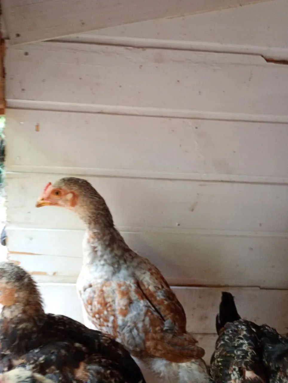 Pintos de índio gigante/ gsb - Foto 4