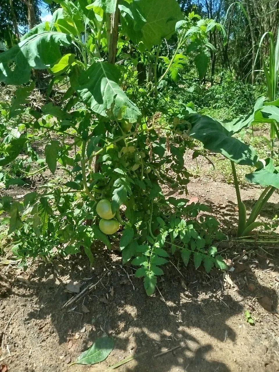 Sítio lagoinha - Nova Iguaçu - RJ - Foto 10