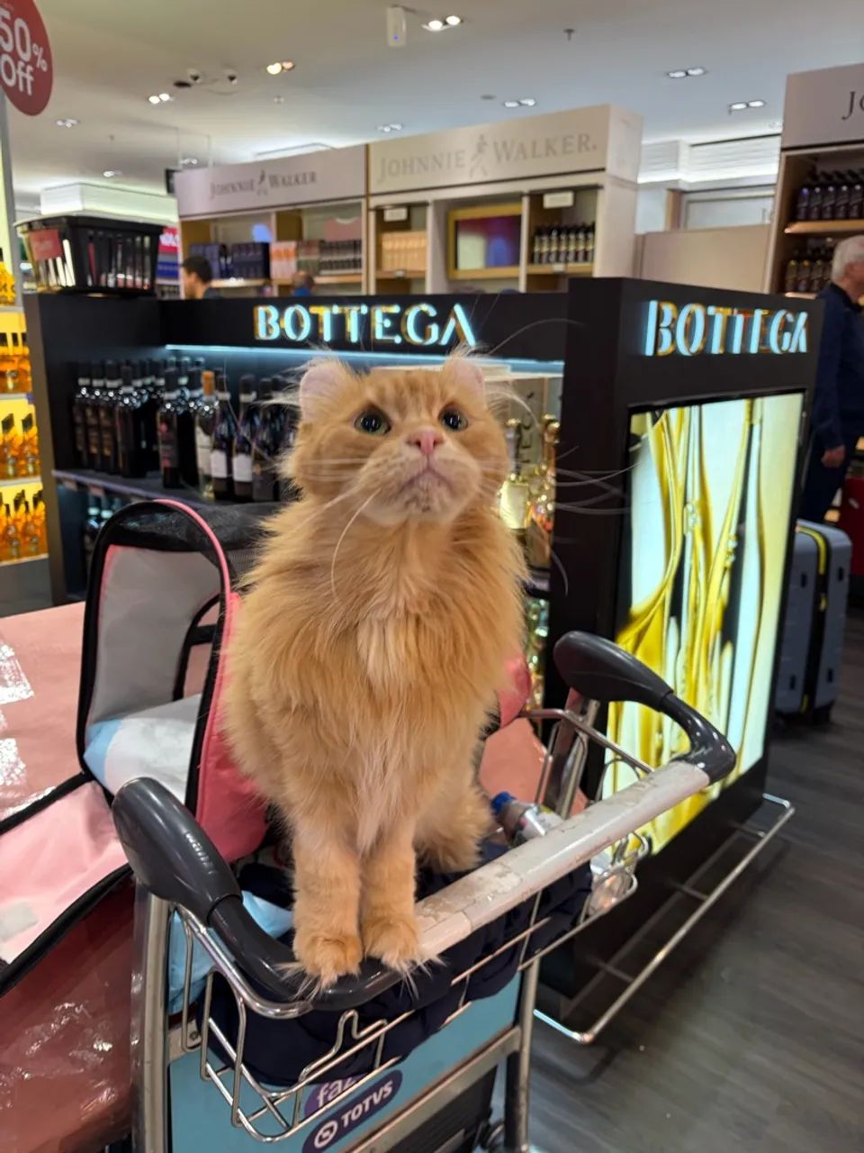 Gatos de estimacao - Foto 4