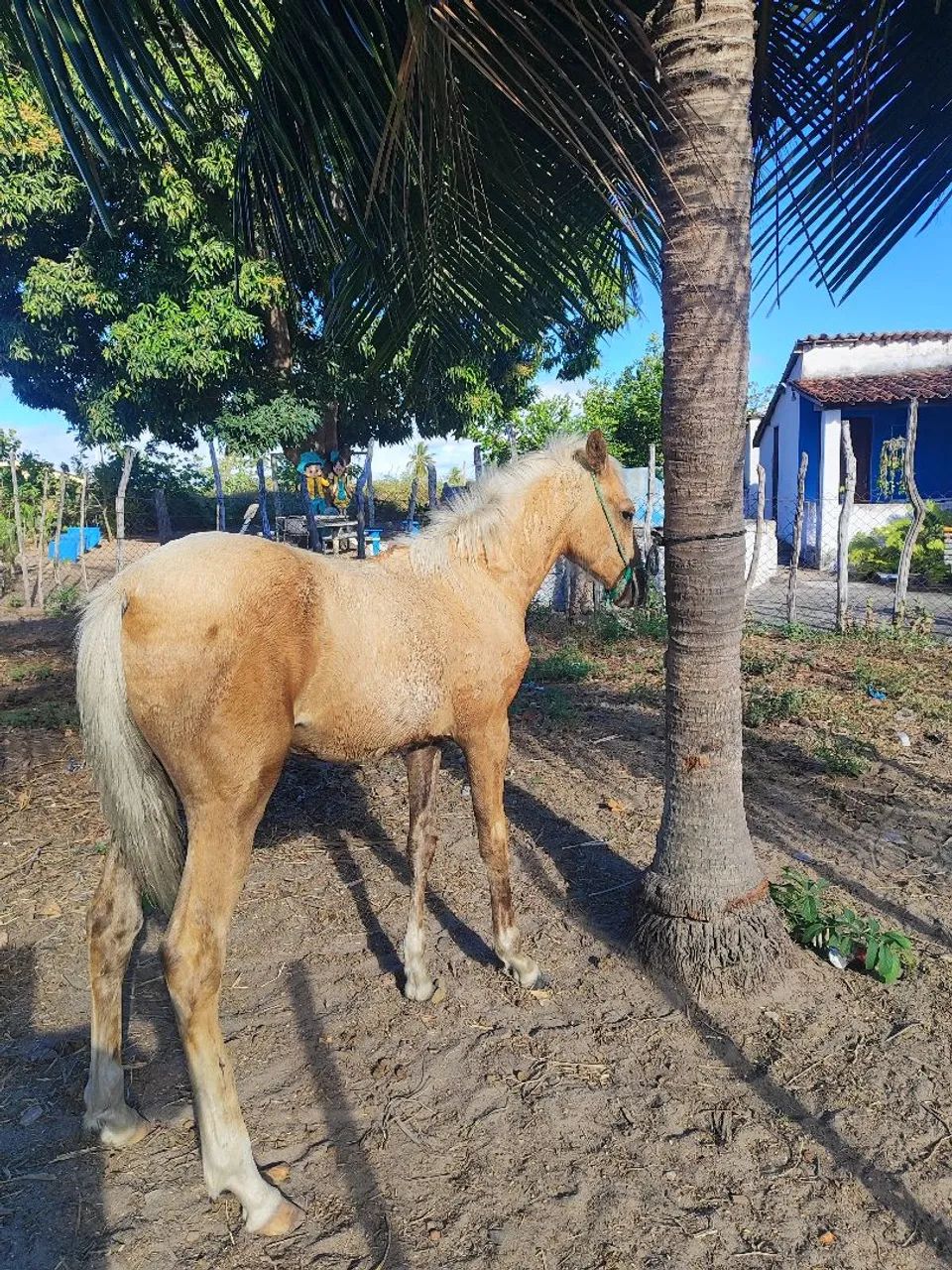 Potra - Foto 2