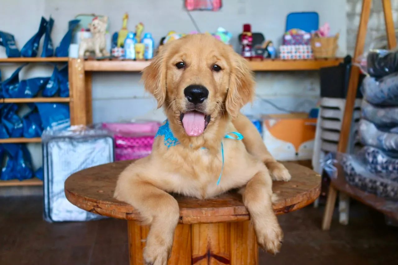 Golden  - Foto 4