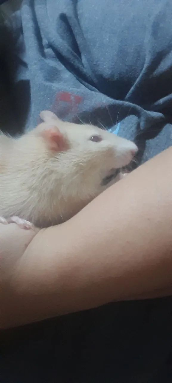 Rato twister 
