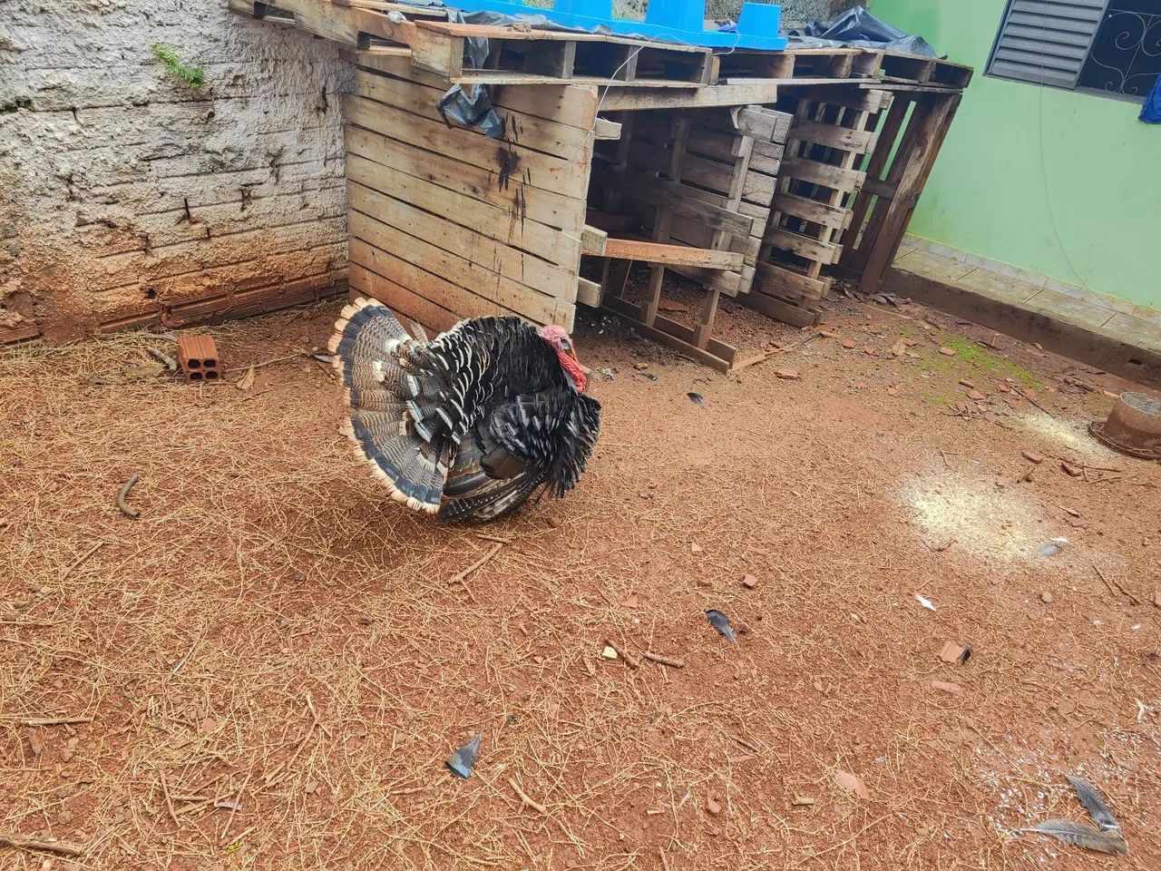 Galinha brama e peru macho - Foto 3