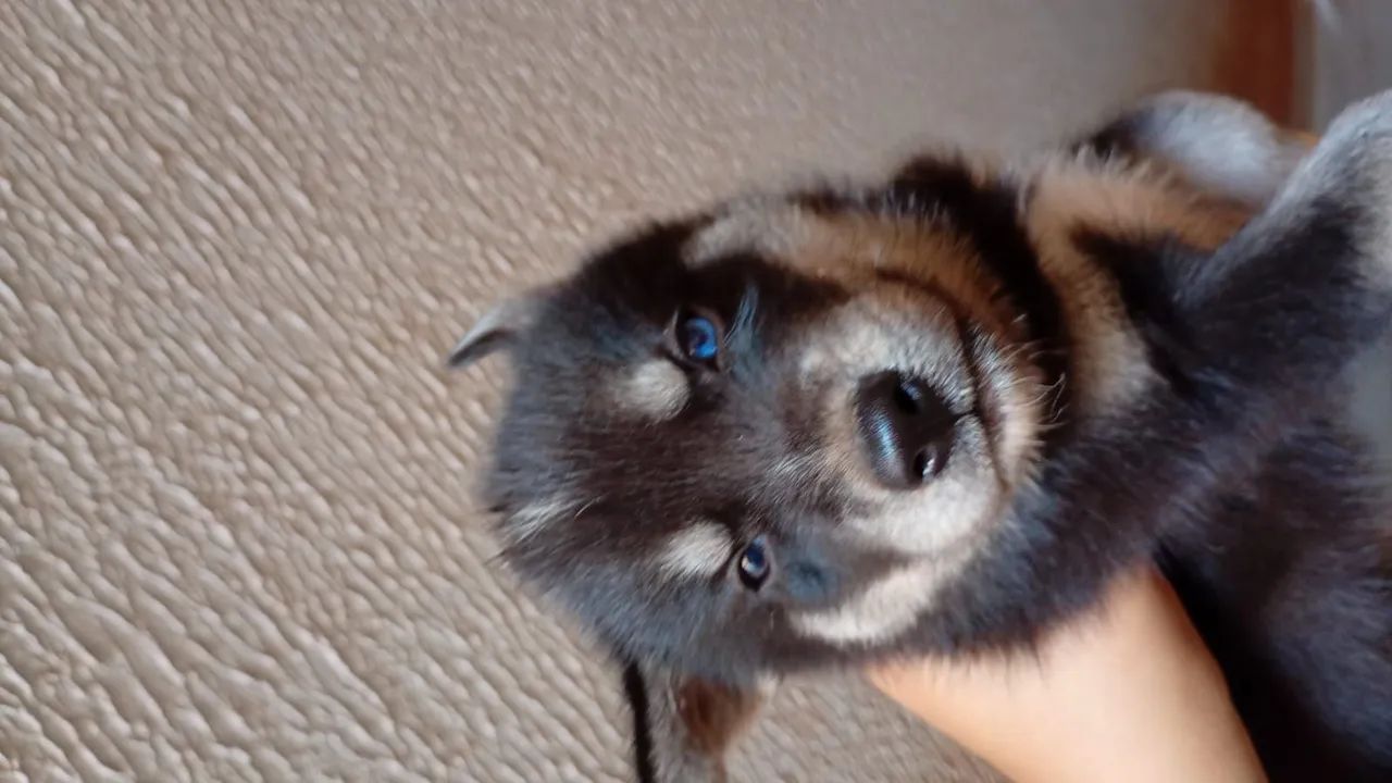 Husk siberiano  - Foto 3