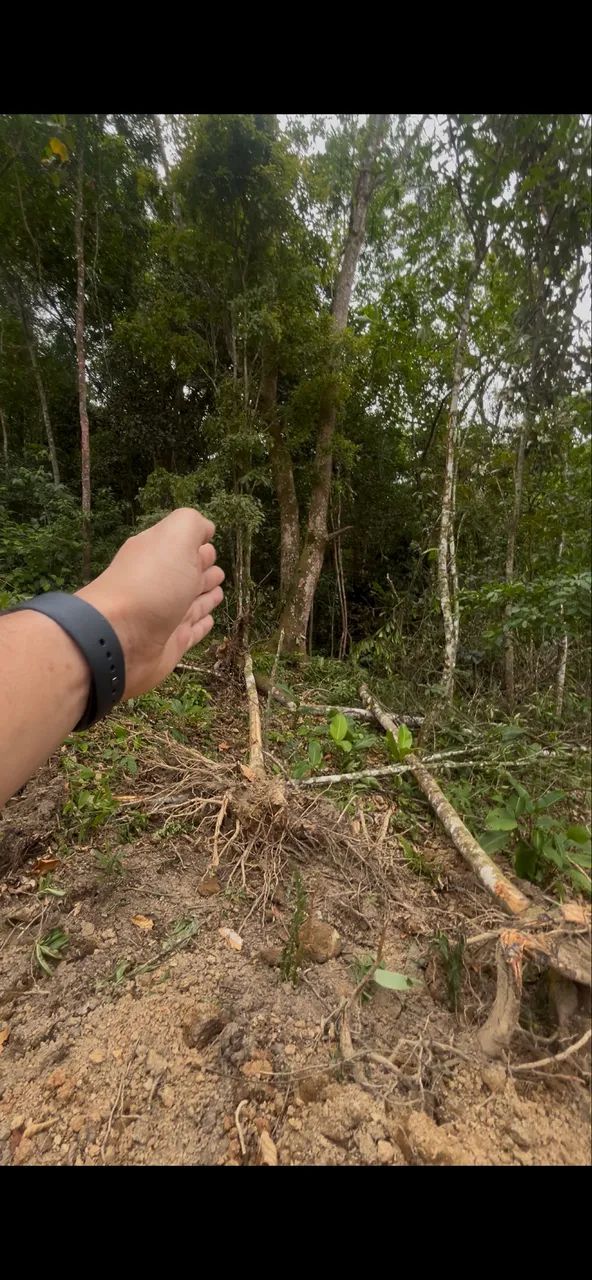 Terreno em Tijucas SC - Foto 4