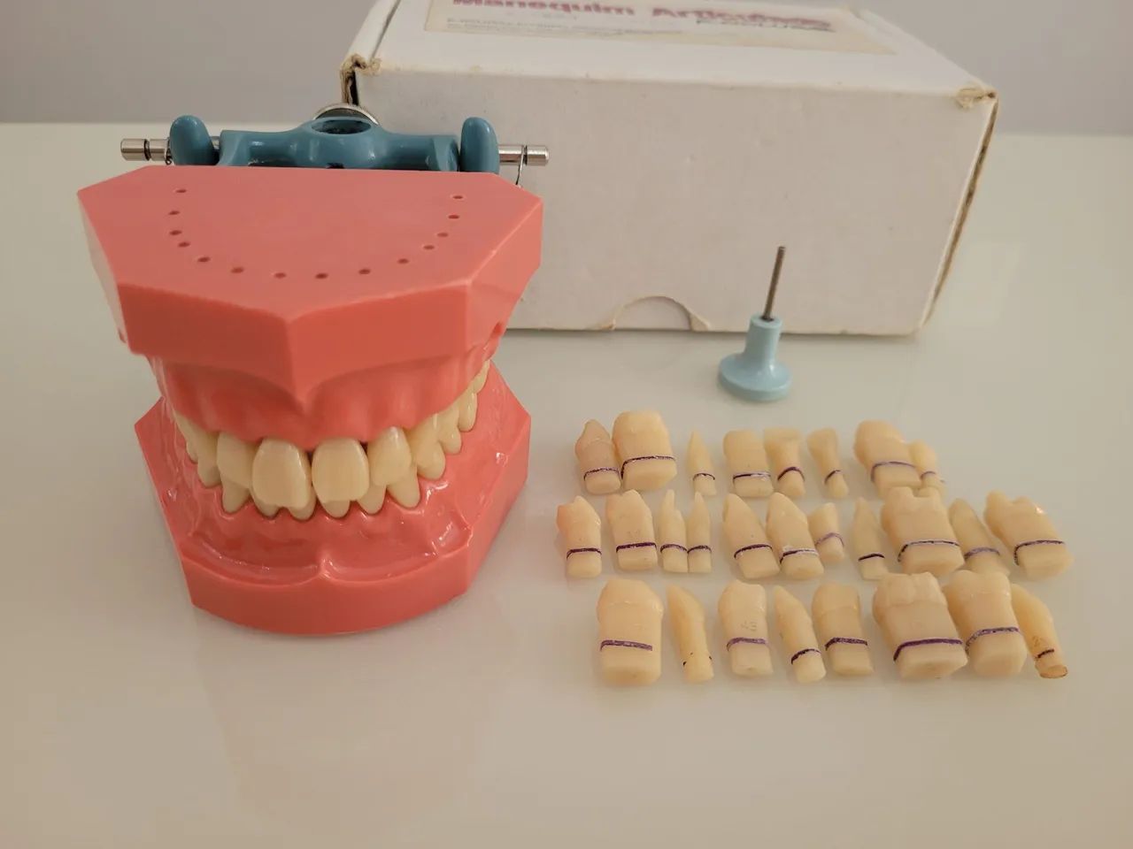 Manequim P- Oclusal de dentística 