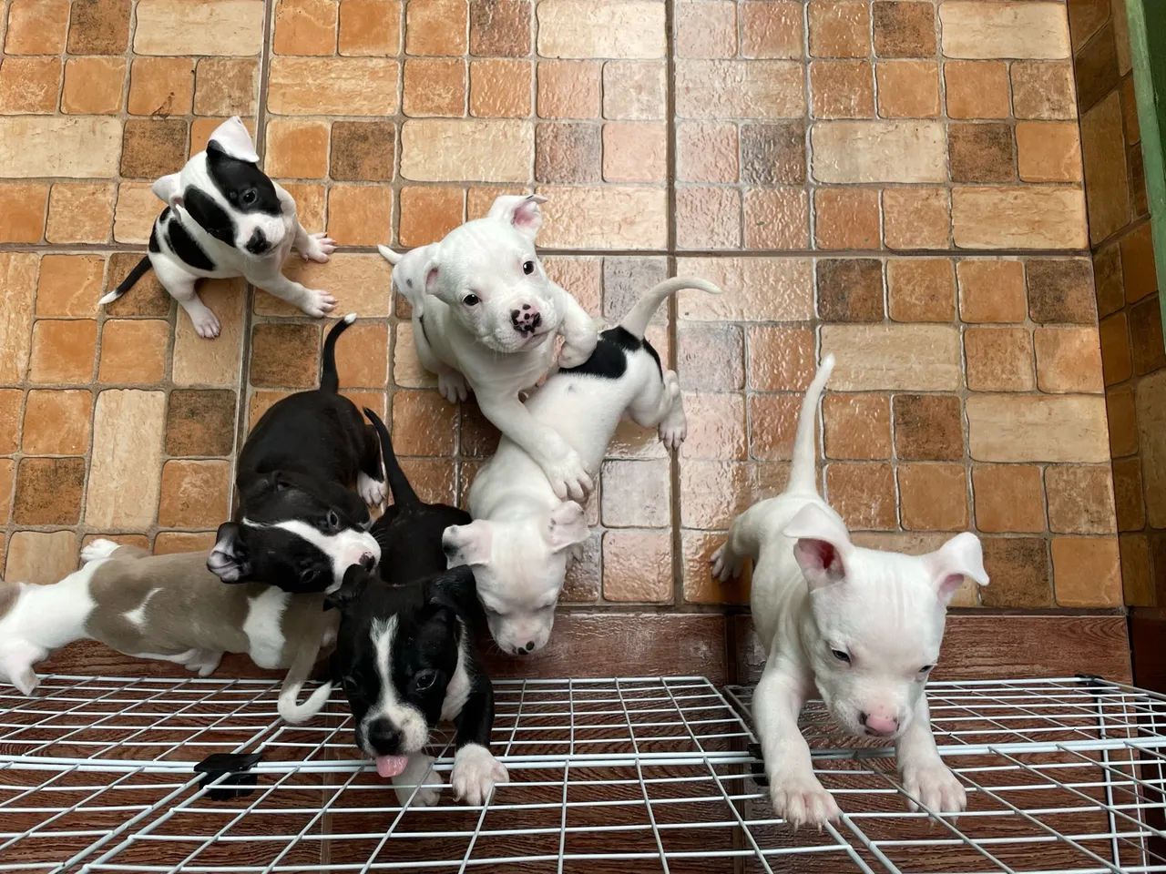 American bully - Foto 3