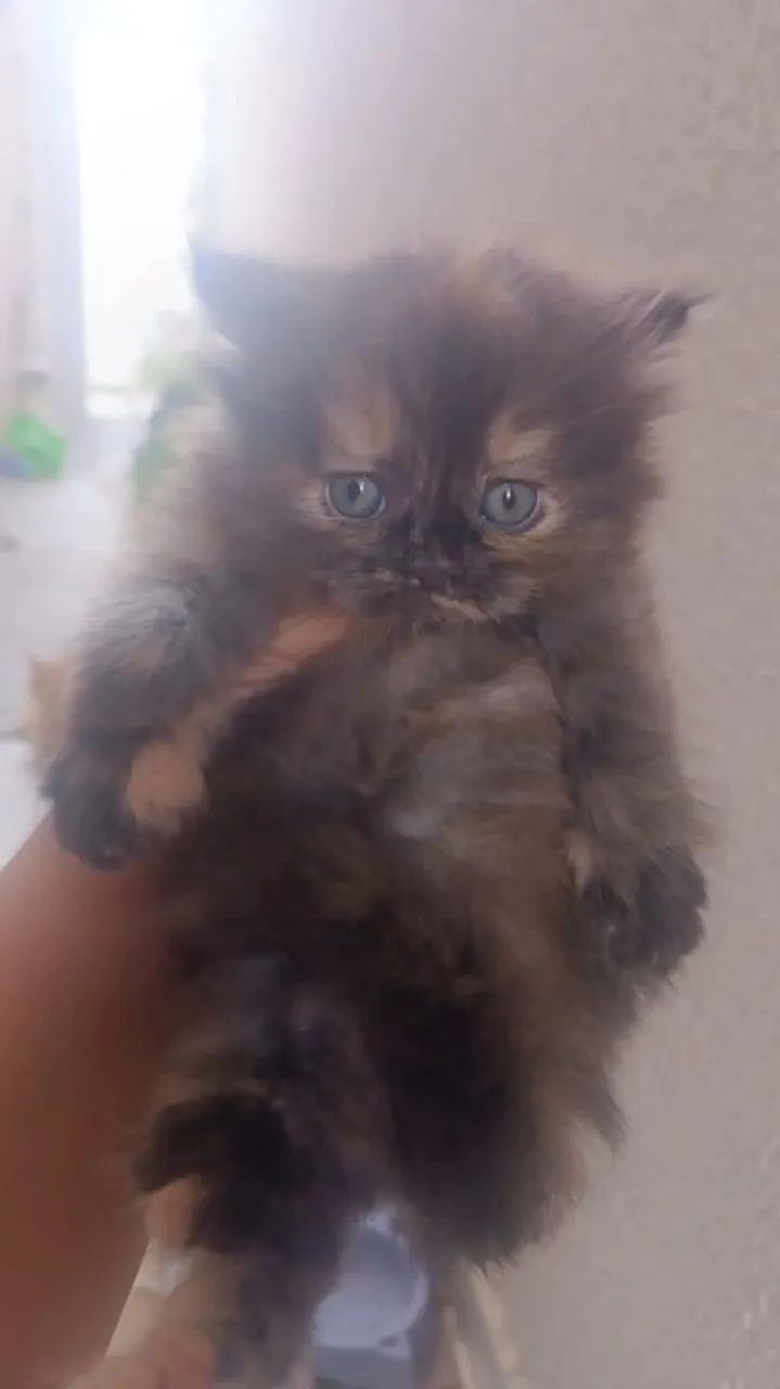 Gatos Persas  - Foto 5