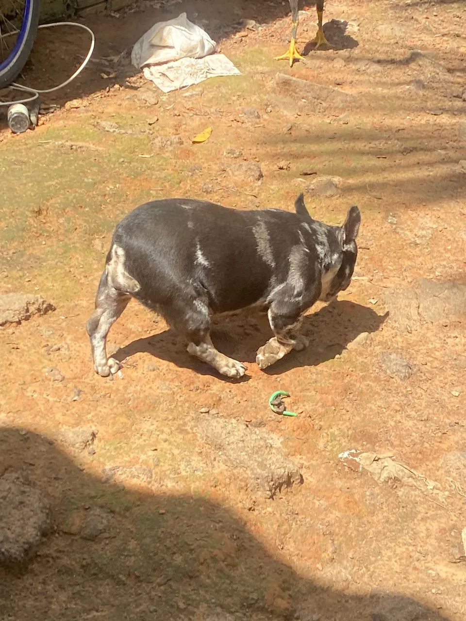 Buldogue francês merle  - Foto 5
