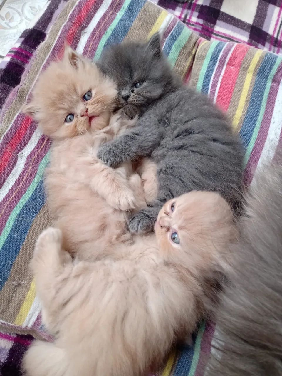 Persa Lindos Gatinhos e Gatinhas  - Foto 3