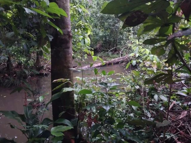 LINDO TERRENO COM IGARAPÉ - Foto 5