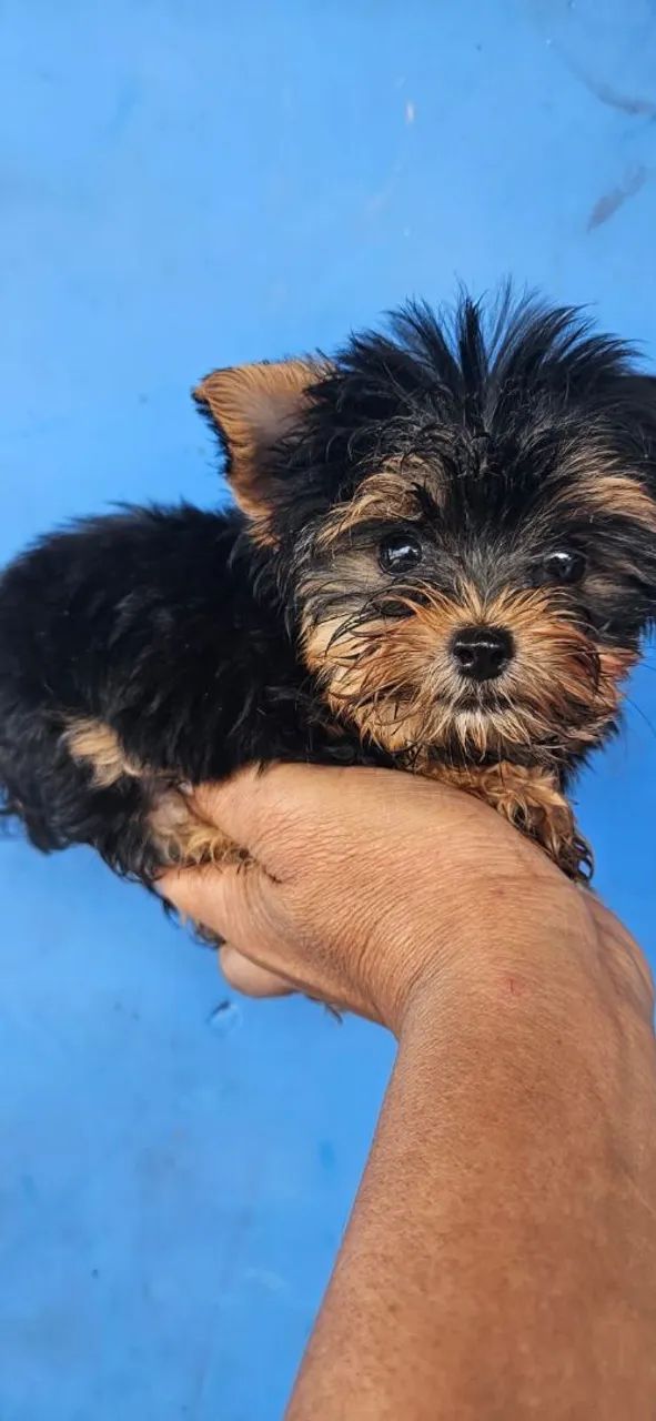 York shire machinho mini com 60 dias  - Foto 2