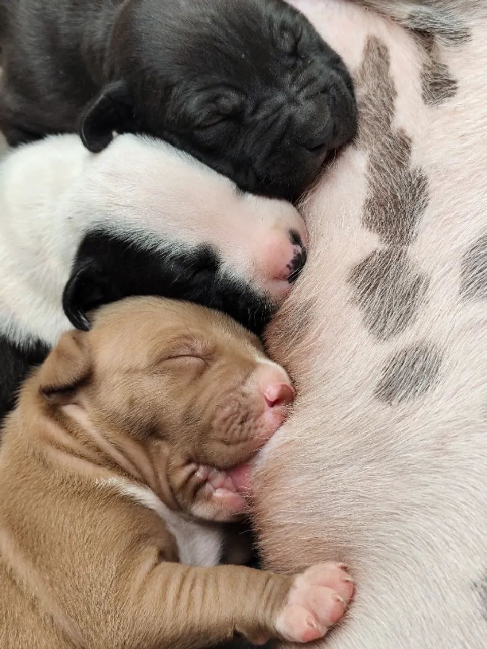 Pitbull - Foto 5