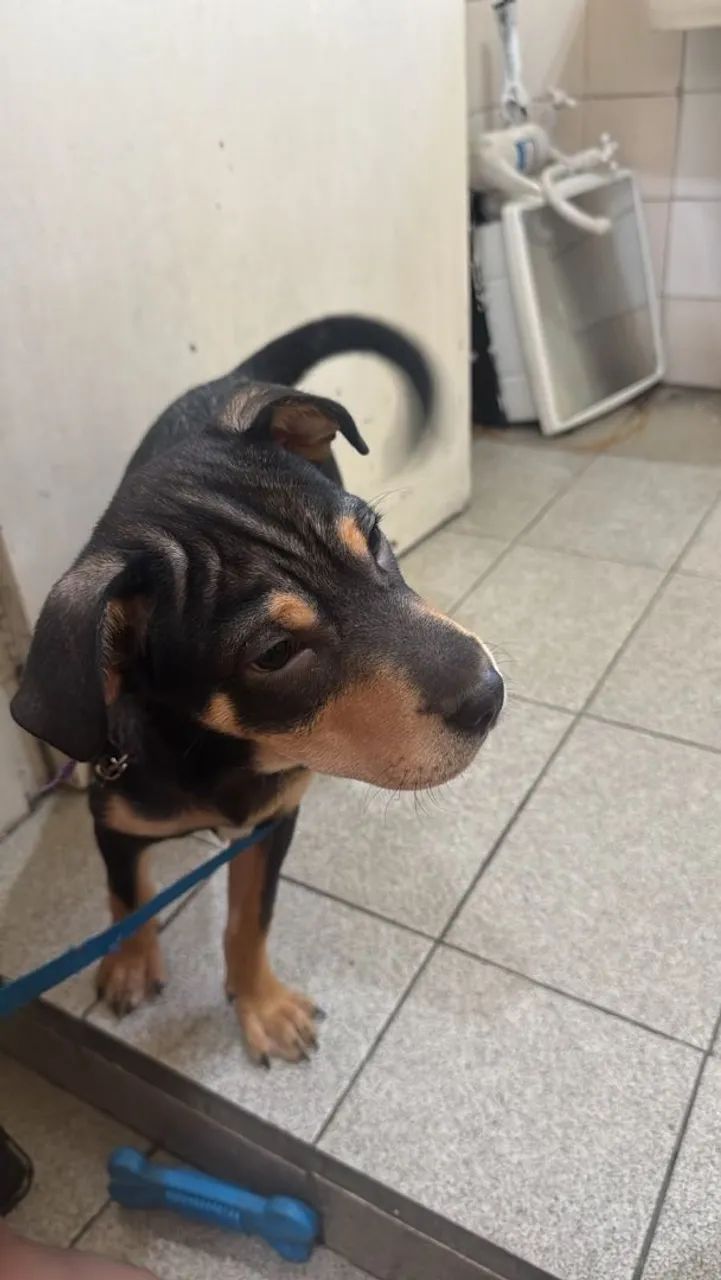 Doação de cachorro - Foto 2