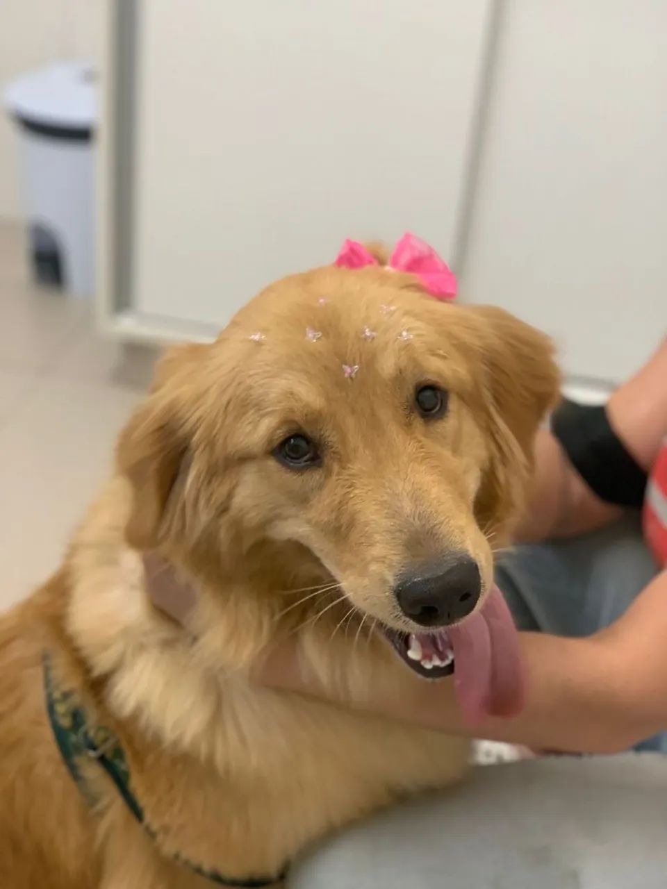 Filhotes de golden retrivier  - Foto 2