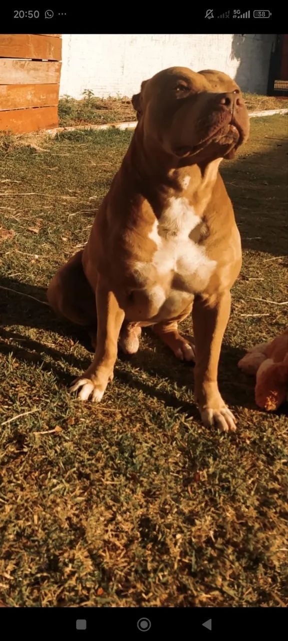 Pitbull - Foto 3