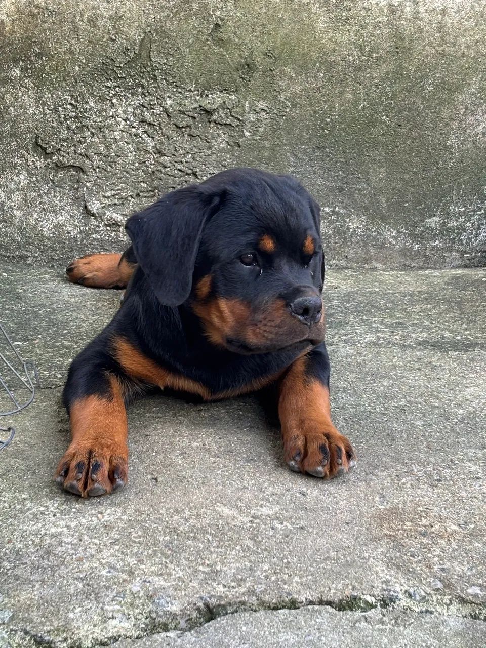 Filhotes de rottweiler com PEDIGREE  - Foto 2