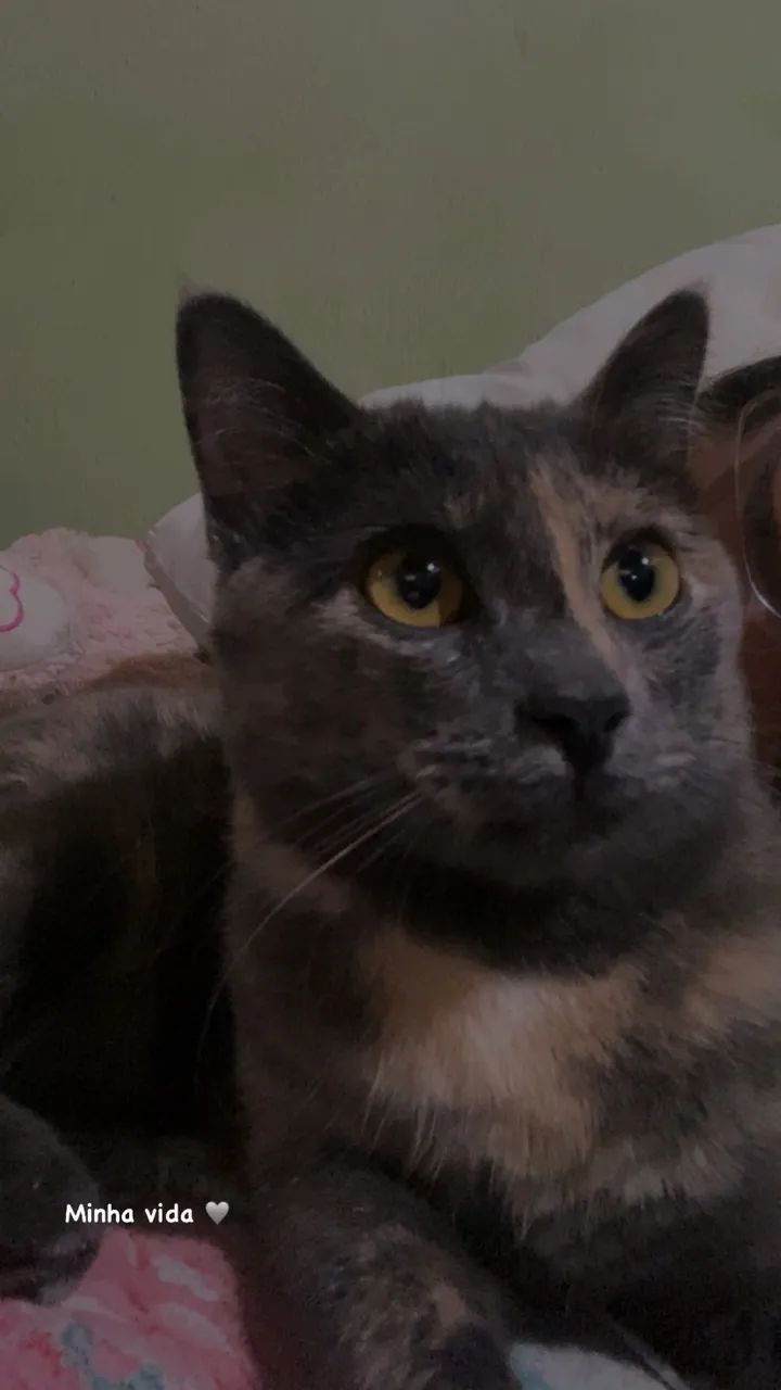 Gata castrada para adoção  - Foto 4