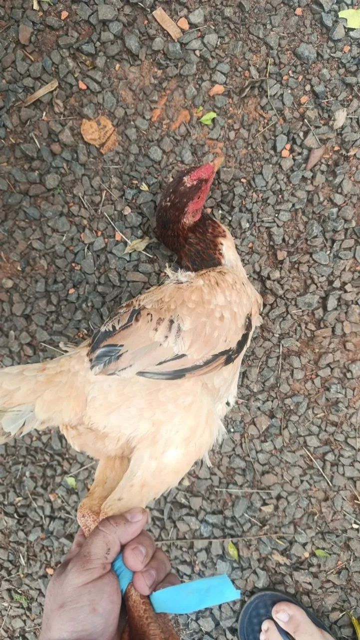 Vendo galinhas e galos  - Foto 2