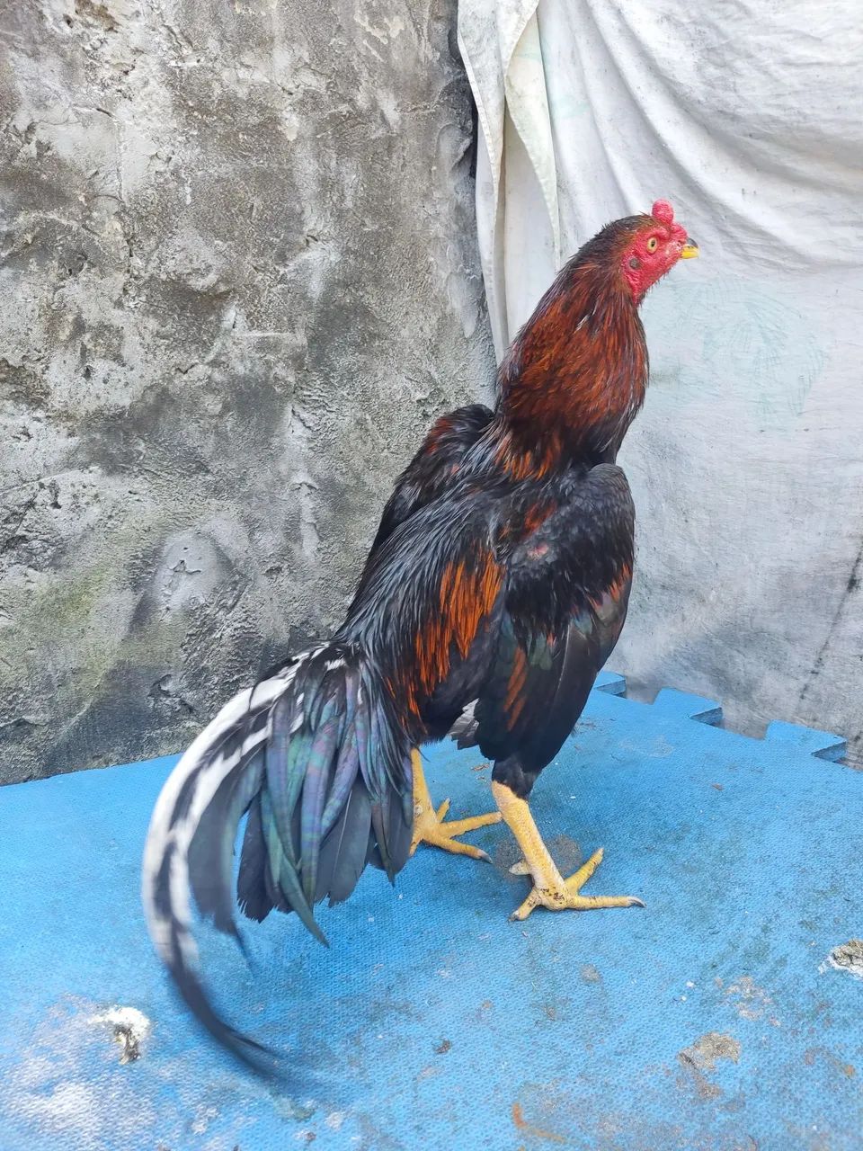 Frango